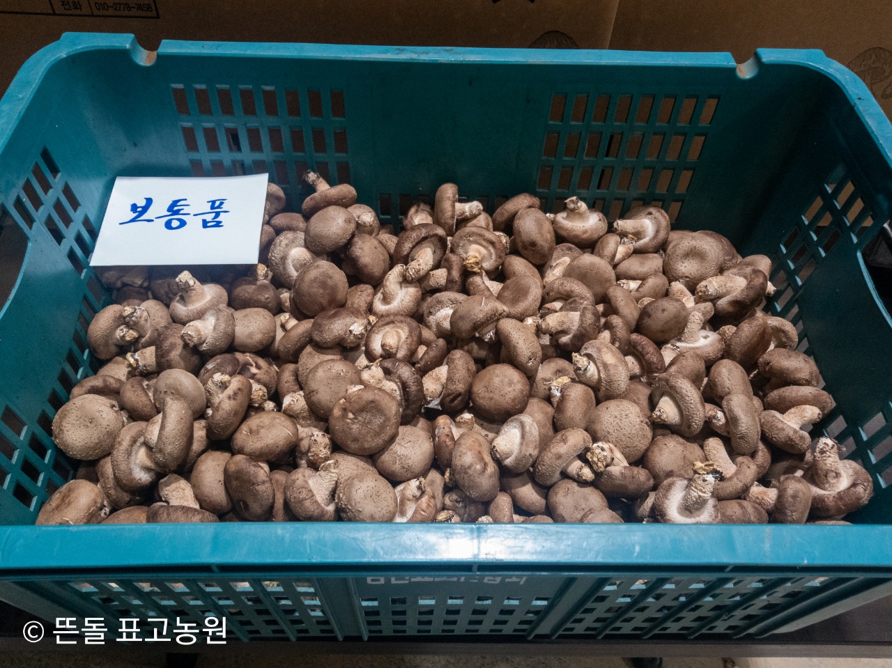 무농약생표고버섯 보통품 1kg 