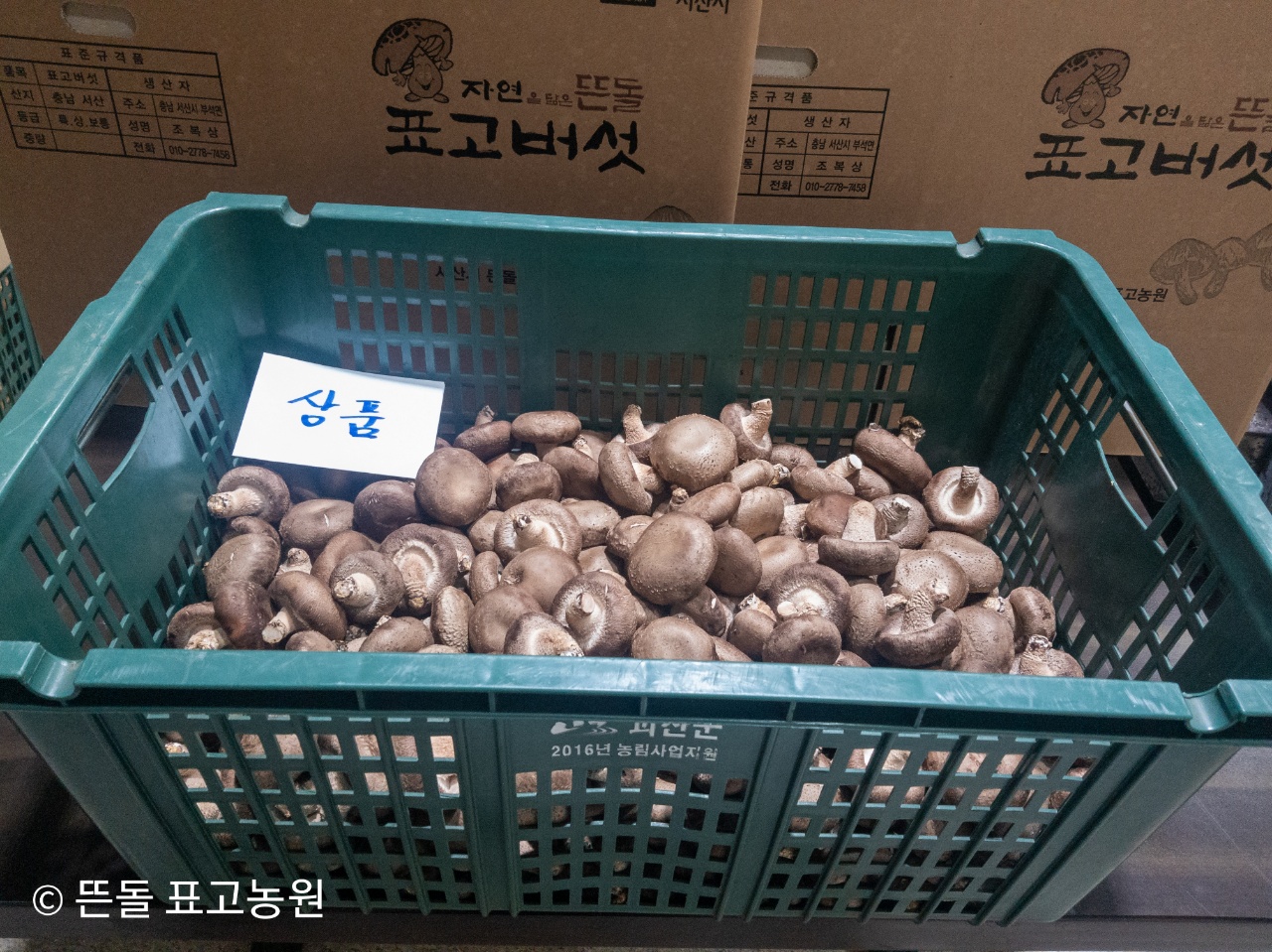 무농약생표고버섯 상품 1kg