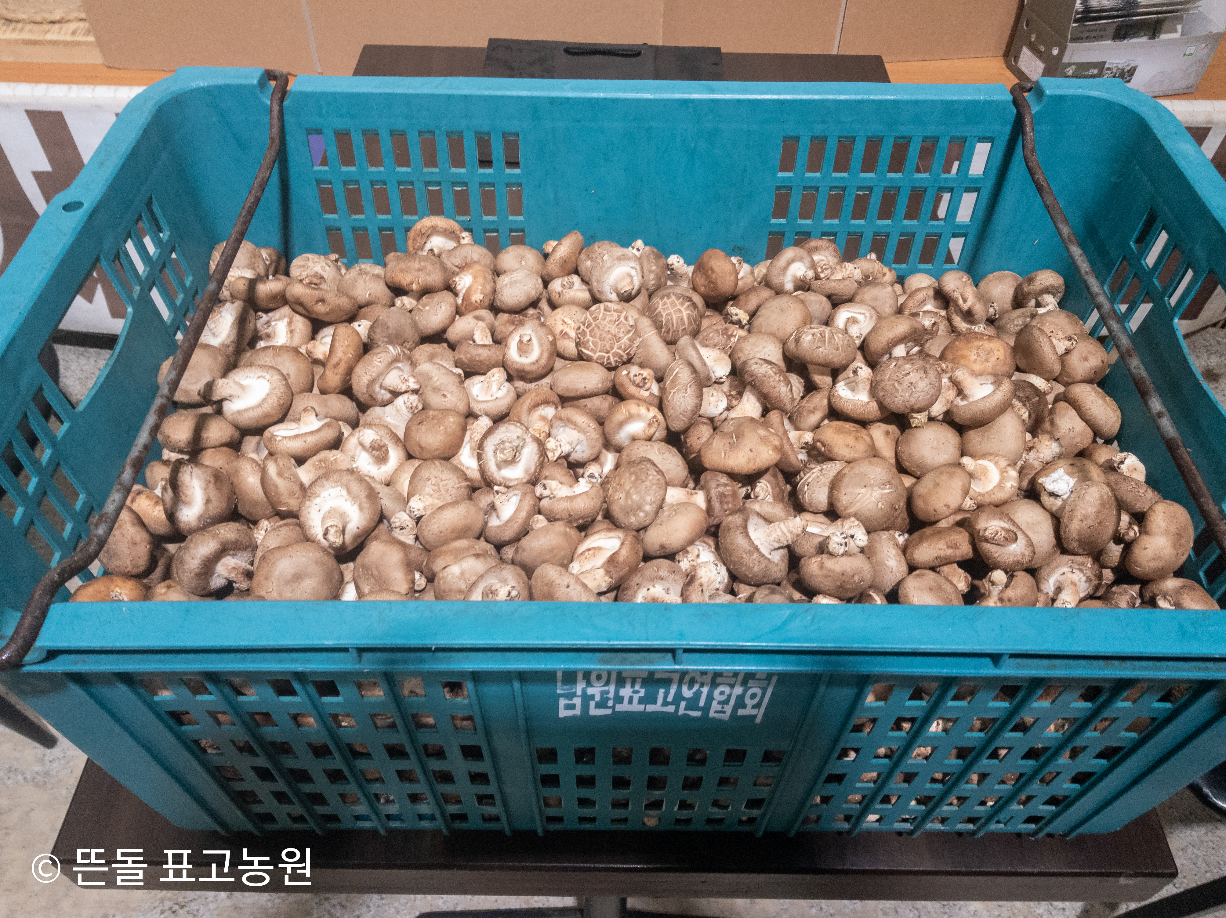 무농약생표고버섯 공품 1kg